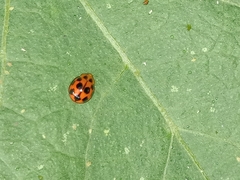 Coelophora inaequalis