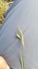 Bromus arvensis