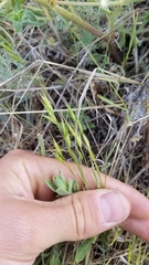 Bromus arvensis