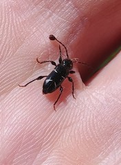 Phymatodes nitidus