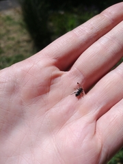 Phymatodes nitidus