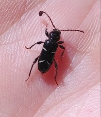 Phymatodes nitidus