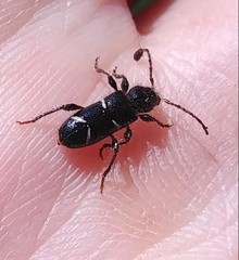Phymatodes nitidus