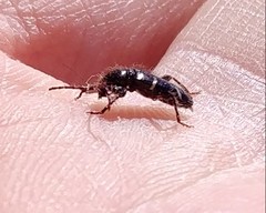 Phymatodes nitidus