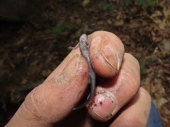Plethodon virginia