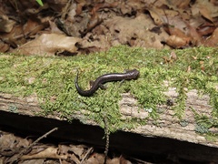 Plethodon virginia