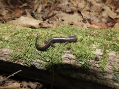 Plethodon virginia