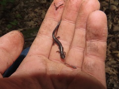 Plethodon virginia