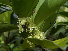Ilex dioica