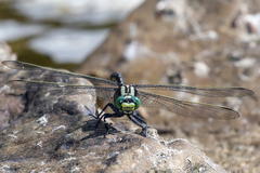 Gomphurus lineatifrons