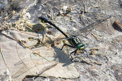 Gomphurus lineatifrons