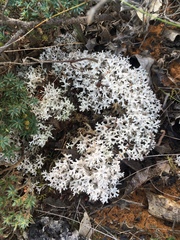 Pulchrocladia retipora