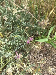 Astragalus inflexus