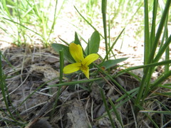Viola nuttallii