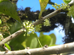 Ilex dioica