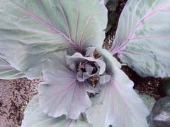 Brassica oleracea capitata