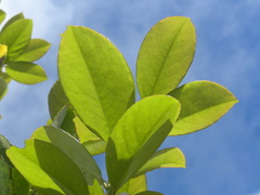 Ilex dioica