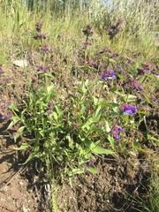 Penstemon pruinosus