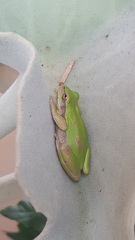 Dendropsophus luddeckei