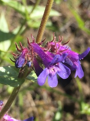 Penstemon pruinosus