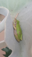 Dendropsophus luddeckei