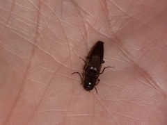 Diplostethus carolinensis