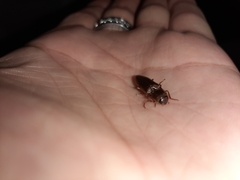 Diplostethus carolinensis