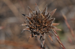 Balsamorhiza serrata