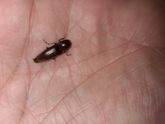 Diplostethus carolinensis