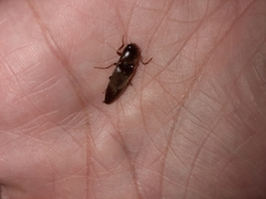 Diplostethus carolinensis