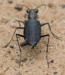 Cicindela punctulata punctulata