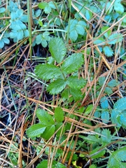 Acaena ovalifolia
