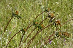 Wyethia angustifolia