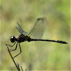 Dythemis nigrescens
