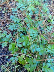 Acaena ovalifolia