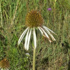 Echinacea pallida