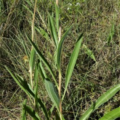 Echinacea pallida