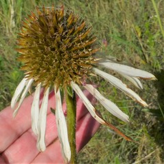 Echinacea pallida