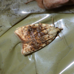 Aleimma loeflingiana