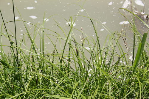 Image of Carex emoryi by (c) Quinten Wiegersma, some rights reserved (CC BY)