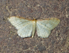 Idaea humiliata
