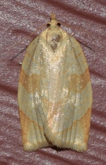 Adoxophyes negundana