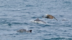 Sula leucogaster brewsteri