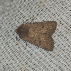 Hoplodrina octogenaria