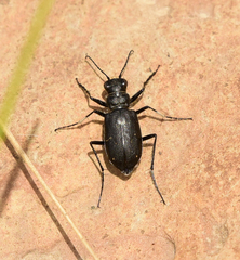 Cicindela nebraskana