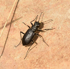 Cicindela nebraskana