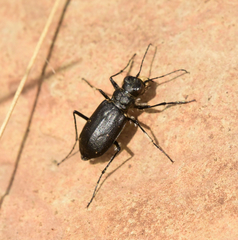 Cicindela nebraskana