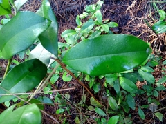 Myrceugenia planipes