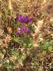 Lupinus microcarpus microcarpus