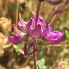 Lupinus microcarpus microcarpus